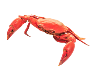crab isolated on transparent png