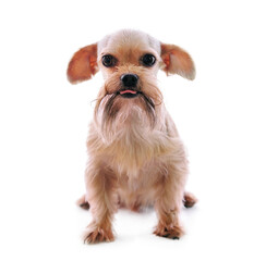 Shih Tzu dog in studio on transparent png