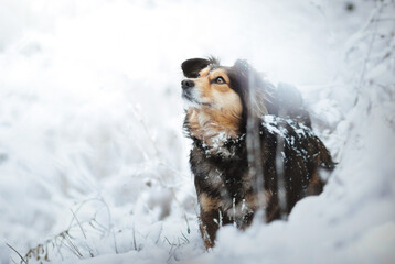 Cute little dog in a winter scenery
