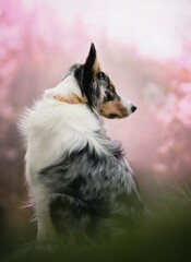 Blue merle border collie in a spring scenery