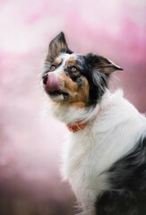 Border collie dog showing his tongue in a spring scenery