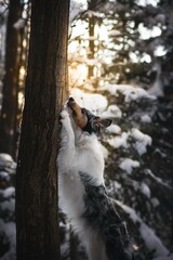 Fototapeta premium Stretching border collie dog in winter scenery