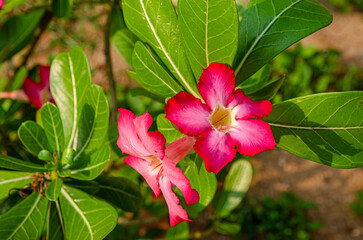 Blossoming flowers are everywhere on Sri Lanka.
