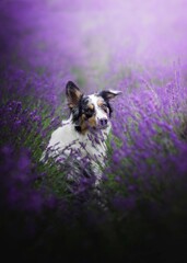 Border collie dog portrait in lavender