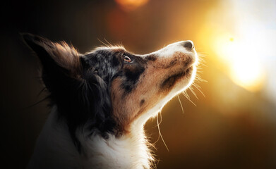 Border collie dog looking at sky