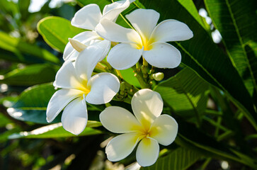 Obraz na płótnie Canvas Blossoming flowers are everywhere on Sri Lanka.