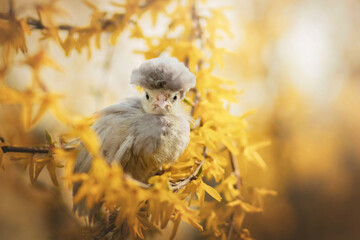 Polish chicken standing on a forsythia