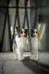 Blue merle border collie dog with mirror reflection