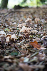 mushroom hunt in october in bavarian forest. High quality photo
