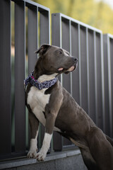 American staffordshire terrier city portrait