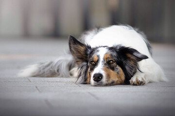 Lazy border collie dog lying on a ground in city