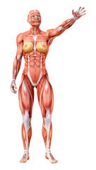 3D Rendering Female Anatomy Figure on White