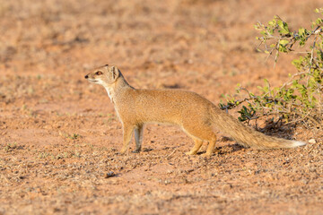 Yellow mongoose (Cynictis penicillata) standing on savanna, Addo Elephant National Park, South...