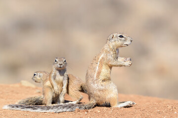 Ground Squirrel (Xerus inaurus), family, Mountain Zebra National Park, South Africa,