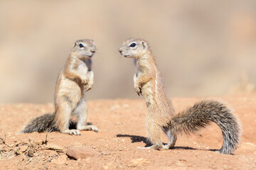 Ground Squirrel (Xerus inaurus), standing on look out alert, Mountain Zebra National Park, South Africa, - obrazy, fototapety, plakaty