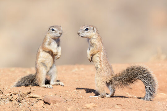 Ground Squirrel (Xerus inaurus), standing on look out alert, Mountain Zebra National Park, South Africa,