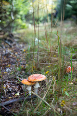 three red mushrooms in the forest, fly mushrooms. High quality photo