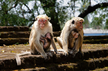 Naklejka premium Monkees were everywhere. In the Central Sri Lanka.