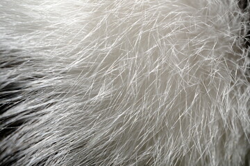 白黒の猫の毛のテクスチャ素材