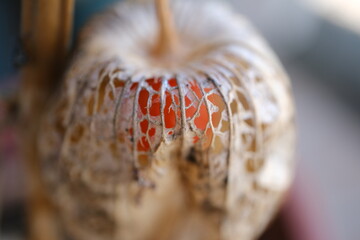 オレンジ色の実が見える枯れたホオズキ