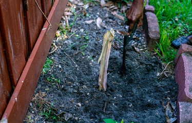 Obraz premium Woman planting sugar cane in soil