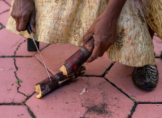 Woman in backyard cutting sugar cane