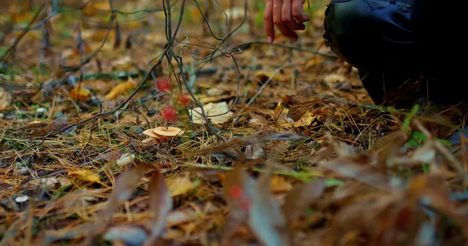 Autumn forest, a woman collects mushrooms. Woman's hand cuts a mushroom, holds it by the cap and cuts off a thin stem of the mushroom. Beautiful forest landscape. 4k, ProRes