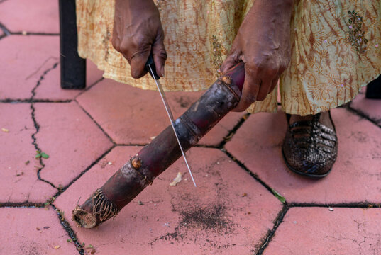 Woman in backyard cutting sugar cane