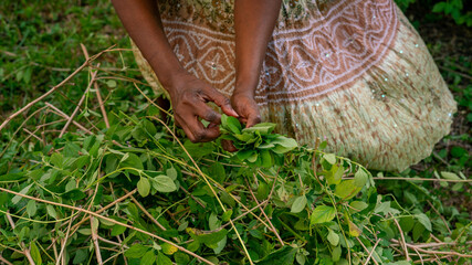 Woman picking herbs from her backyard