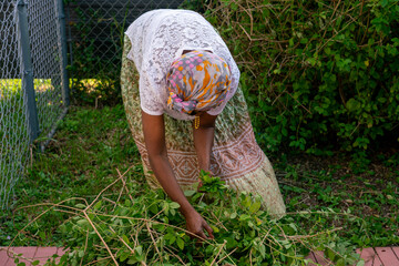 Woman picking herbs from her backyard