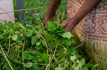 Woman picking herbs from her backyard