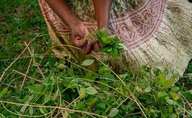 Woman picking herbs from her backyard