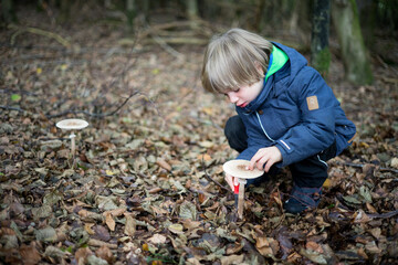 a boy is looking at the parasol mushrooms in the forest. High quality photo