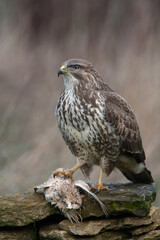 Common Buzzard (Buteo buteo) with prey on the edge of a field