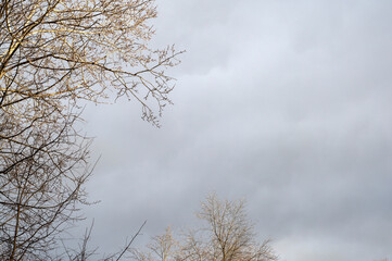 Dramatic dark sky. Trees covered with ice. Nature after freezing rain. Winter cold weather 