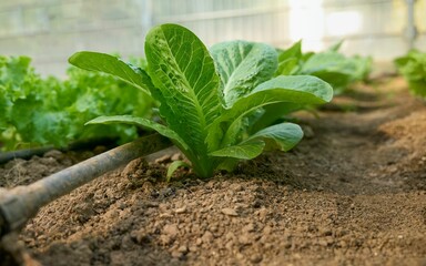 Lettuce plants grown with biological methods. Installed automated drip irrigation system. Gardening.