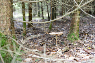  parasol mushrooms are growing in the forest. High quality photo