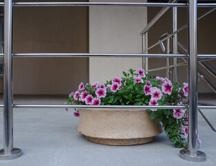 street flowers in the flower bed, decoration of streets, houses