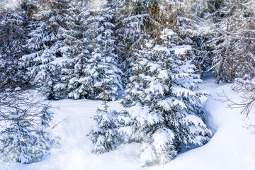 Fir tree branches under a huge layer of snowflakes close up. Frozen tree branch in winter forest, natural background. Christmas and new year holiday concept. Selected focus.
