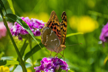 Argynnis pandora - Cardinal