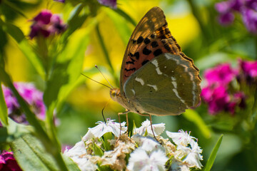 Argynnis pandora - Cardinal