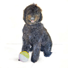 Perro agua español ilustración acuarela