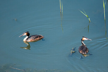 Podiceps cristatus  - Corcodel mare - Great crested grebe