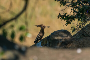 Upupa epops - Pupaza - Hoopoes