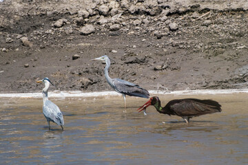 Ciconia nigra - Barza neagra - Black stork