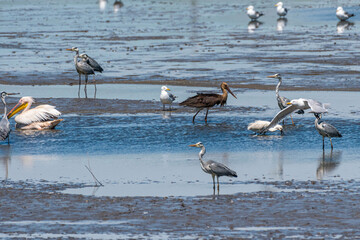 Ciconia nigra - Barza neagra - Black stork