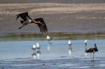 Ciconia nigra - Barza neagra - Black stork