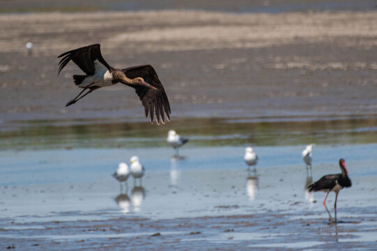 Ciconia nigra - Barza neagra - Black stork