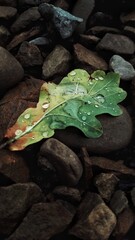 leaf on the rocks