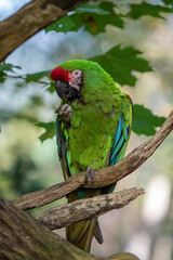 Great green military macaw Ara militaris mexicana.